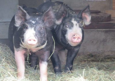 toplands farm raised pork