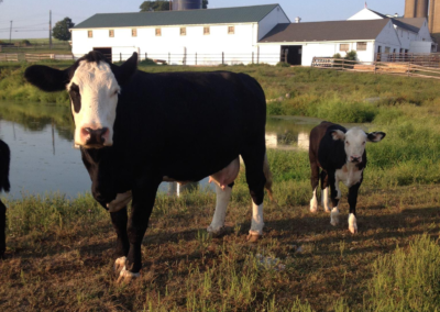 Roxbury, CT farm-raised beef